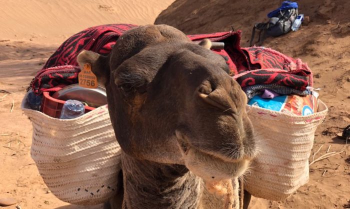 camels custom yoga retreat