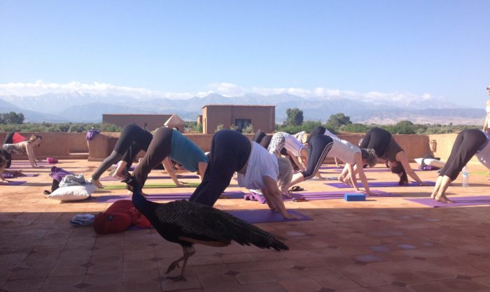 downward facing dog yoga peacock