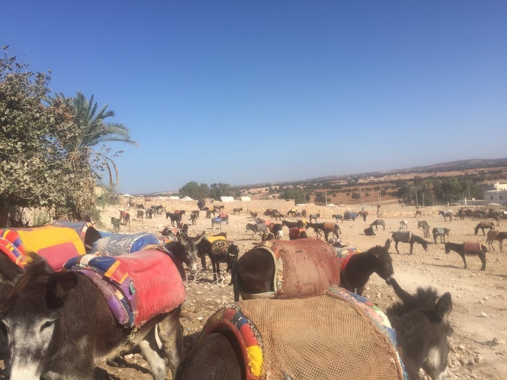 Essaouira things to do donkey parking